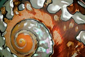 Spirals: Shell of Marine Mollusk - Close up of detail