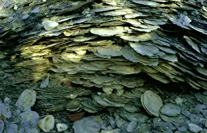 Midden: Shell midden.King River, Top End, Northern Territory
