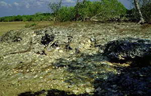 Midden: Shell midden.King River, Top End, Northern Territory