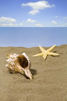 Shell: Shell and starfish on the beach, North Sea coast, Federal
