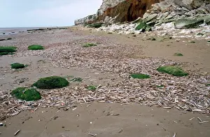 Strewn: Shell strewn beach - after storm