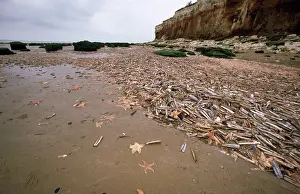 Seastars: Shell strewn beach - after storm