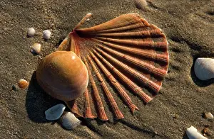 Scallops: Shells on beach - including Scallop Shell