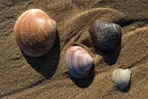Thousands: SHELLS - on beach. Thousands of mollusc shells