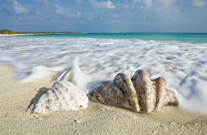 Relax: Shells at Bikini Beach, Marshall Islands, Bikin