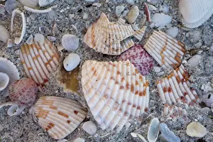 Sanibel: Shells on Bowman Beach on Sanibel Island, Florida, USA
