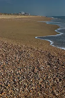 Thousands: SHELLS - mass on beach. Thousands of mollusc shells