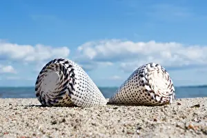 Seashells: Shells in the sand, Baltic coast, Schleswig-Holstein