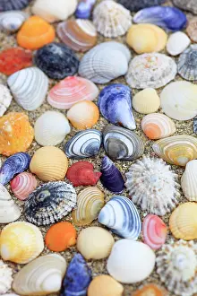 Sutherland: Shells in the sand, Scotland, UK, arranged