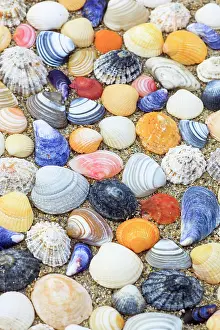 Sutherland: Shells in the sand, Scotland, UK, arranged