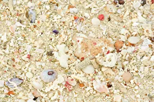 Limpet: Shells - stranded sealife washed ahore a white