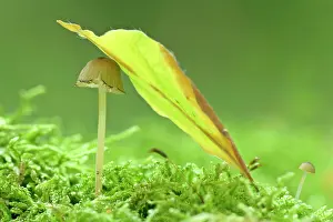 Grows: sheltered - a small and tiny fungus grows on a