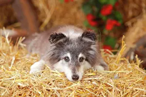 Sheared: Sheltie, bitch, 12 year old dog, shorn, lying on