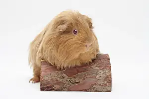 Piece: Sheltie guinea pig, beige-gold, front paws on a