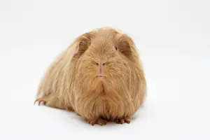 Caviidae: Sheltie guinea pig, beige-gold Sheltie Meerschweinchen