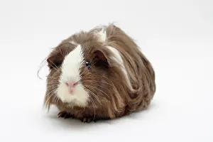 Caviidae: Sheltie guinea pig, chocolate-white, 3 months old