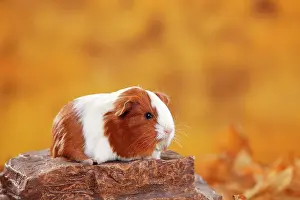 Longhair: Sheltie guinea pig, red-white, Peruvian silk animal