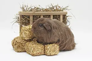 Bales: Sheltie guinea pig standing in front of a wooden
