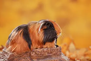 Plate: Sheltie guinea pig on stone, plate-white, Peruvian
