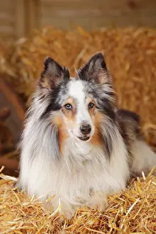 Merle: Sheltie, male, blue-merle, 11 years, lies in the