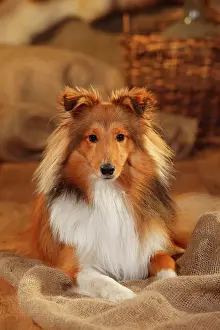 Sable: Sheltie, male, sable-white, 1 year, lying on sacking