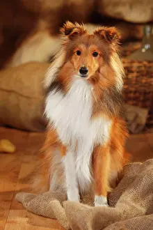 Sable: Sheltie, male, sable-white, 1 year, sitting