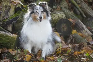 Pile: Sheltie outdoors