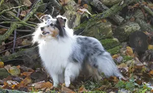 Pile: Sheltie outdoors