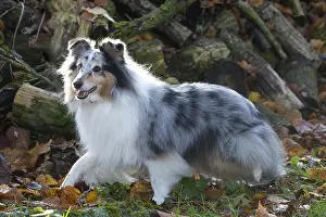 Pile: Sheltie outdoors