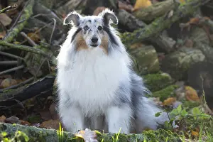 Pile: Sheltie outdoors