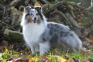 Pile: Sheltie outdoors
