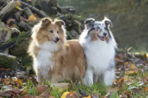 Pile: Sheltie outdoors