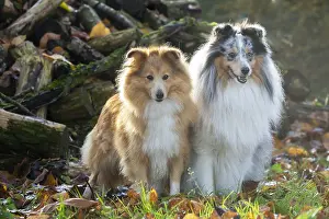 Pile: Sheltie outdoors