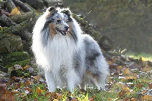 Shelties: Sheltie outdoors