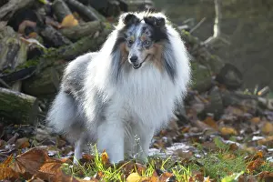 Shelties: Sheltie outdoors