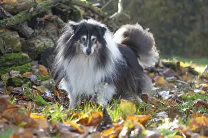 Shelties: Sheltie outdoors