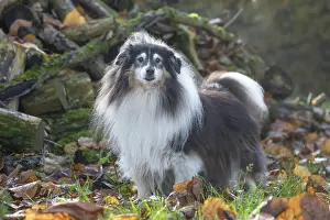Pile: Sheltie outdoors