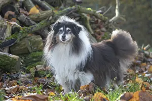 Pile: Sheltie outdoors