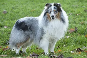 Shelties: Sheltie outdoors