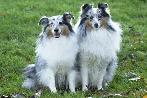 Shelties: Sheltie outdoors