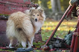 Shelties: Sheltie outdoors