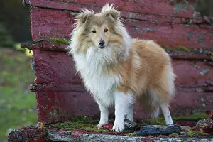 Shelties: Sheltie outdoors