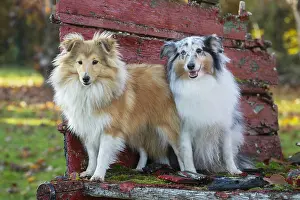 Shelties: Sheltie outdoors