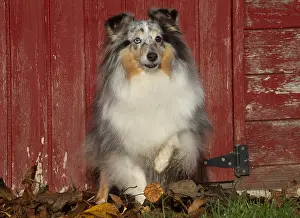 Shelties: Sheltie outdoors