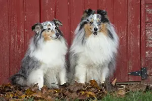 Shelties: Sheltie outdoors
