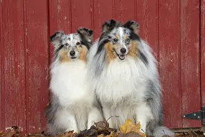 Shelties: Sheltie outdoors