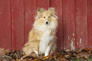 Shelties: Sheltie outdoors