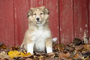 Shelties: Sheltie outdoors