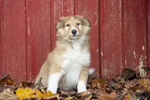 Shelties: Sheltie outdoors