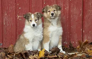 Shelties: Sheltie outdoors